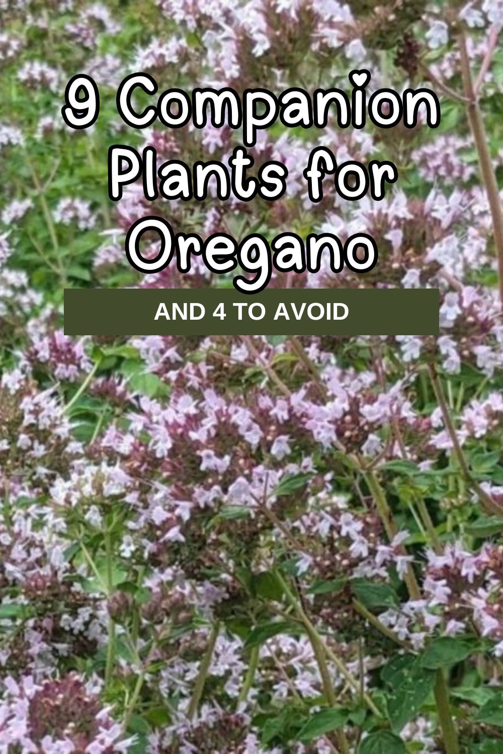 companion plants for oregano.