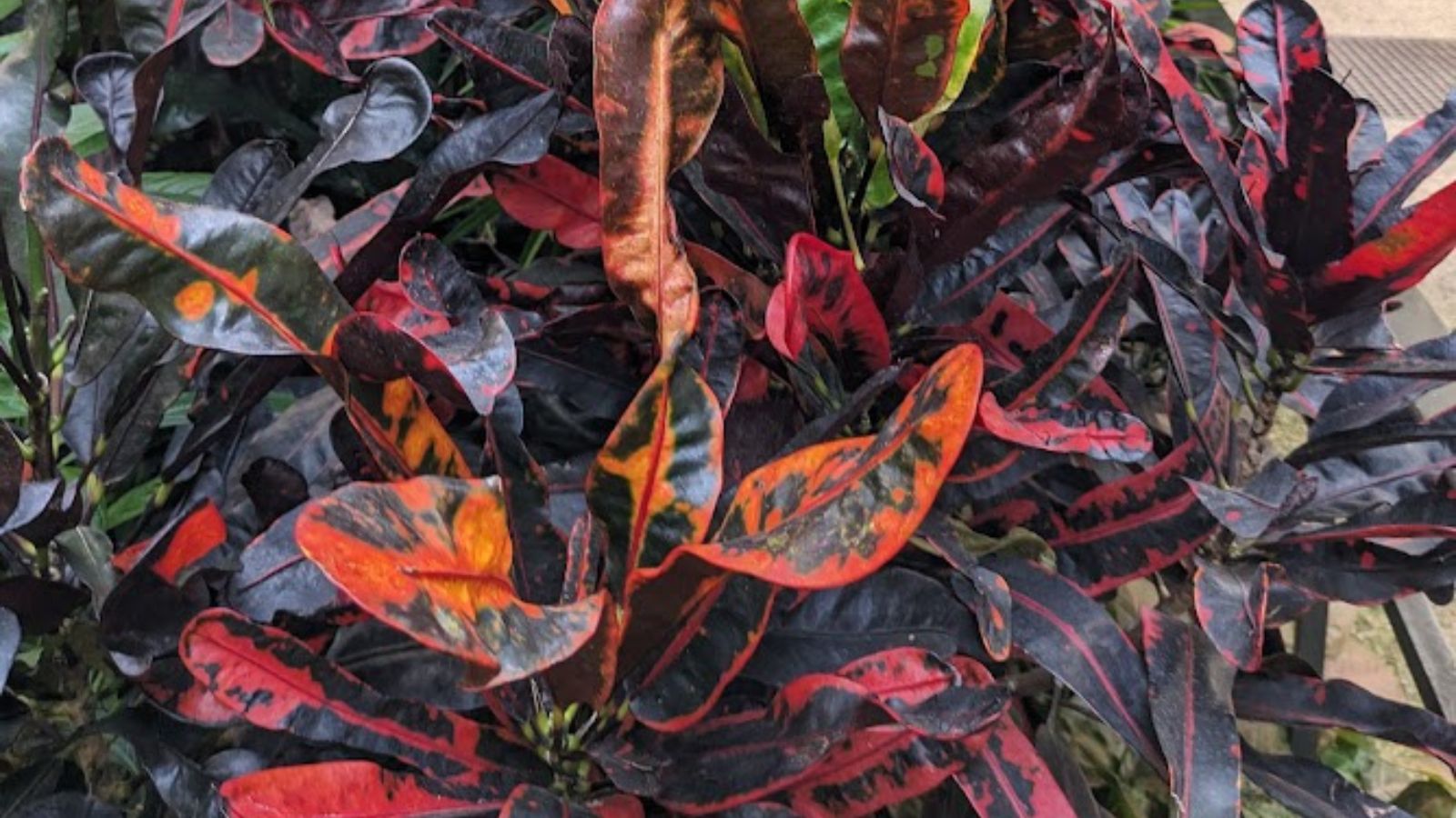 croton plant with gorgeous colored leaves.