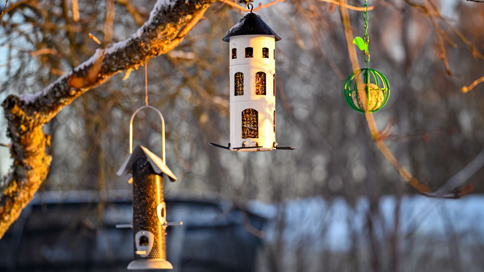 hanging bird feeders.