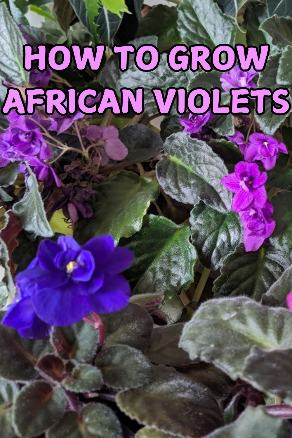 How to grow African violets.