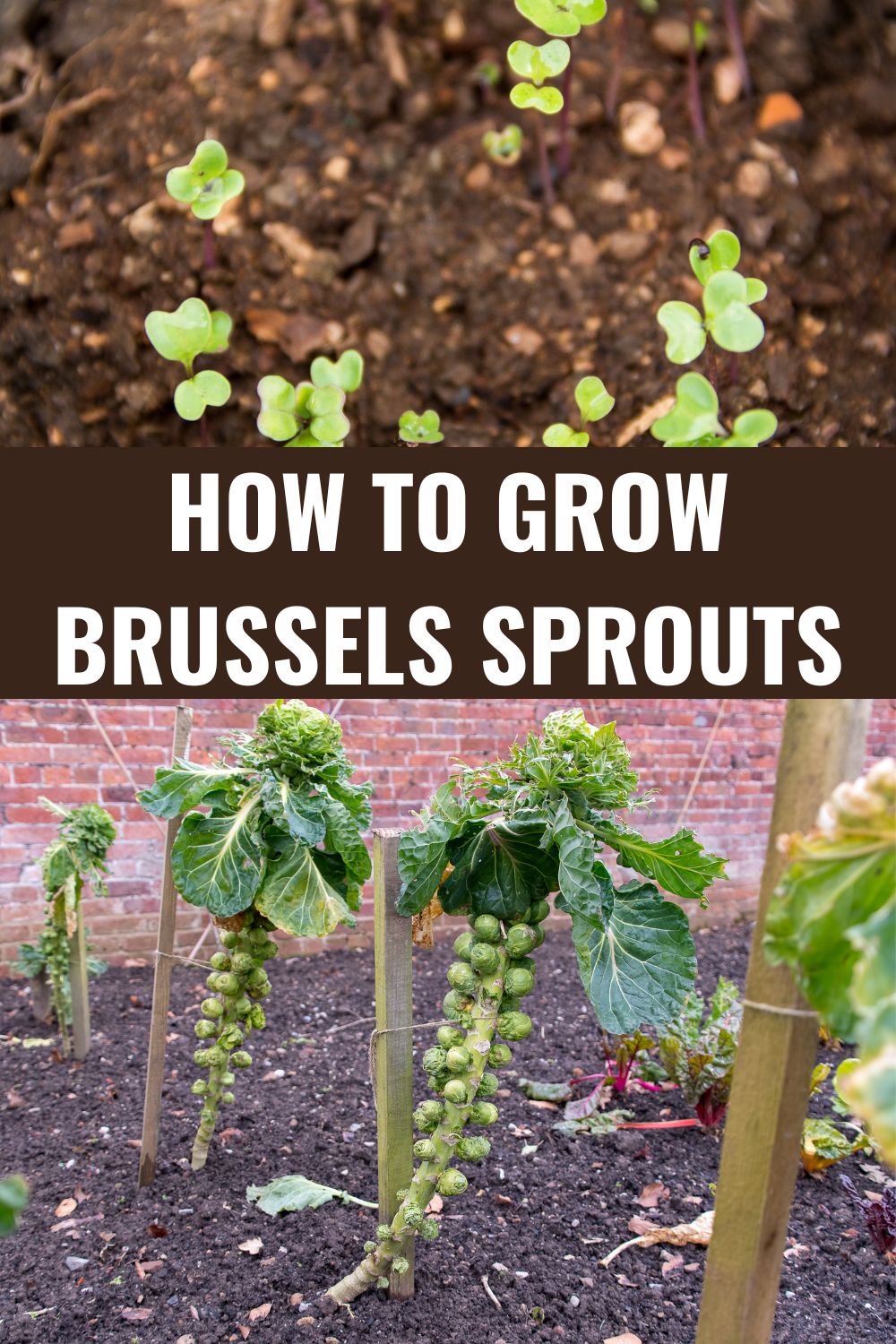 How To Grow Brussels Sprouts