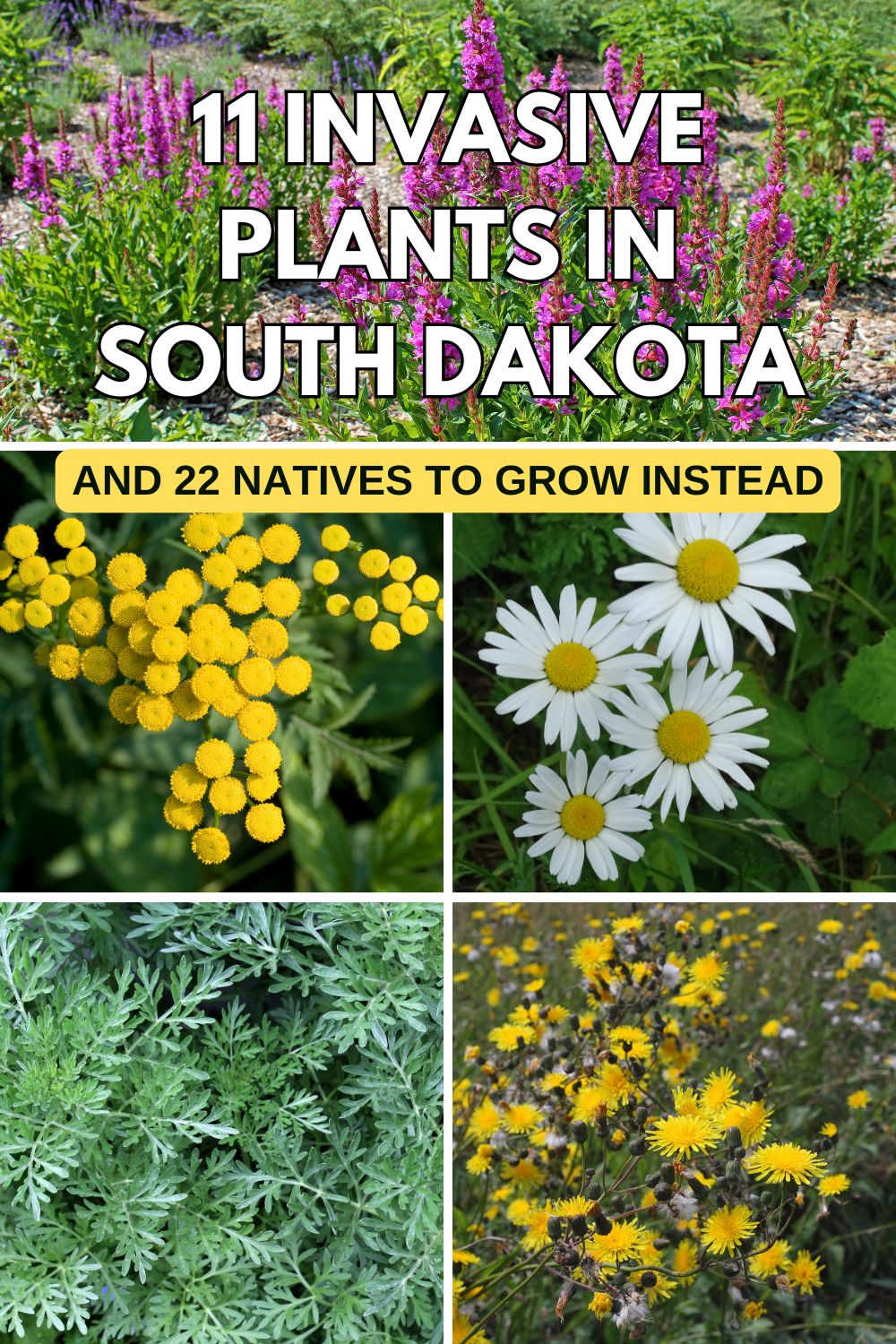 11 Invasive Plants in South Dakota (And 22 Natives to Grow Instead).