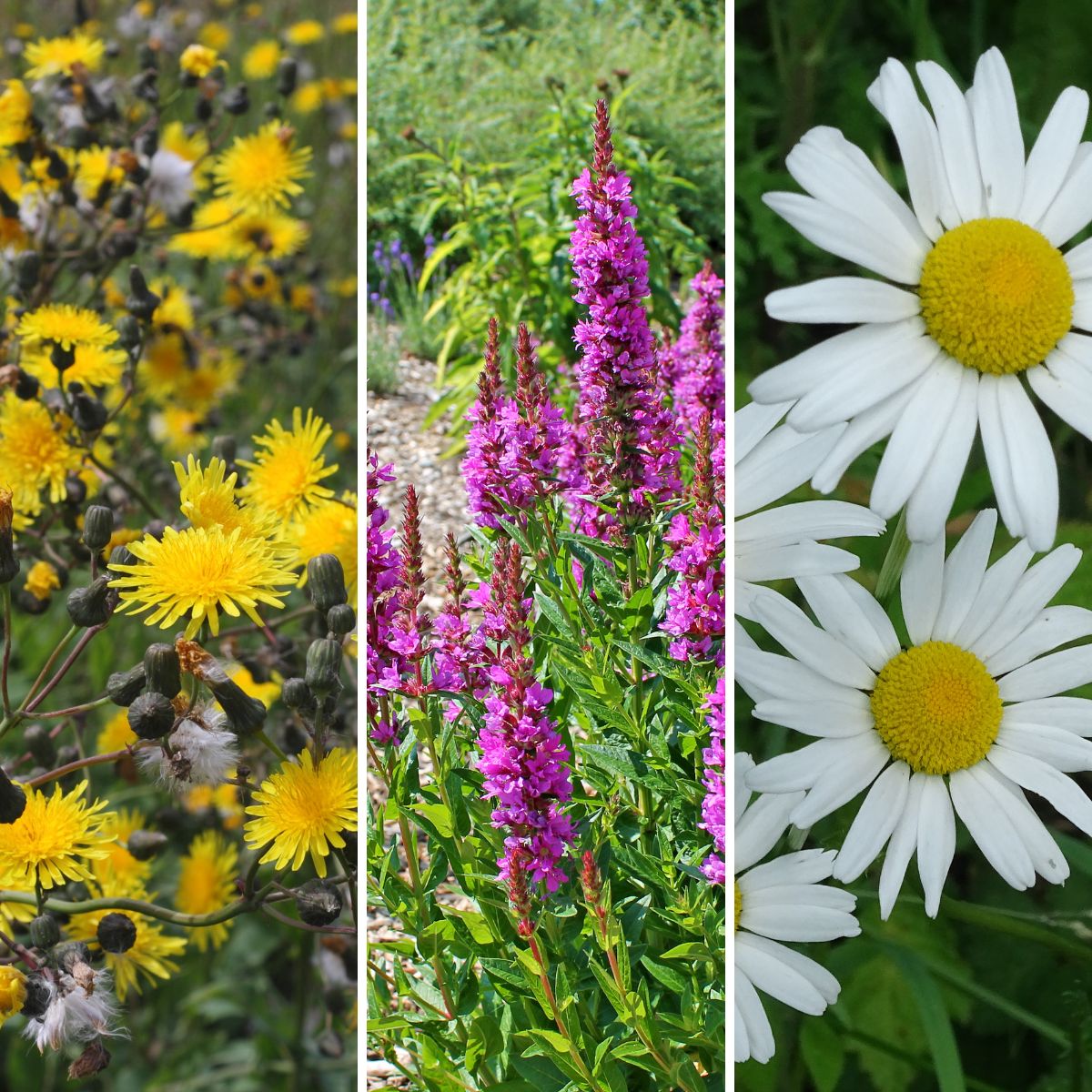 Collage of Invasive Plants in South Dakota.