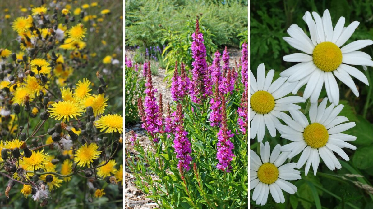 a collage of invasive plants in South Dakota.