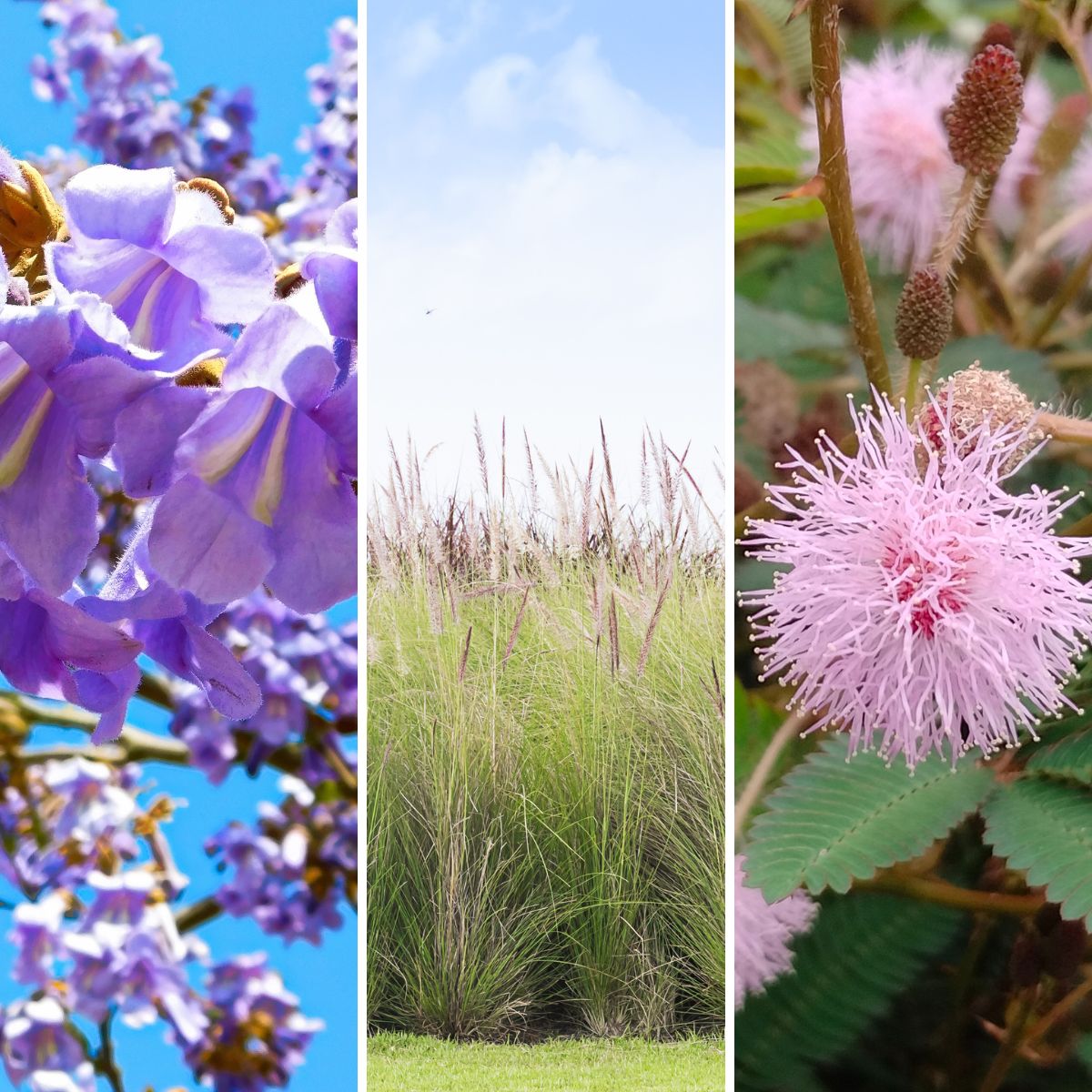 invasive plants in Tennessee.