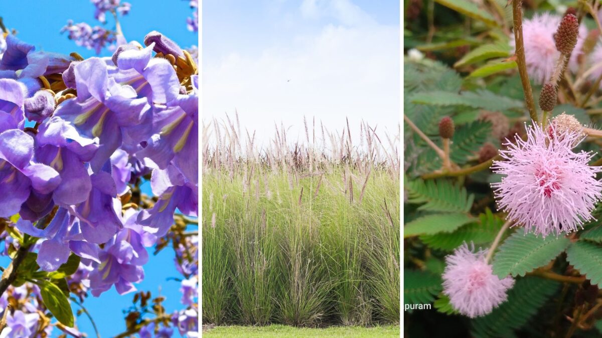 invasive plants in Tennessee.