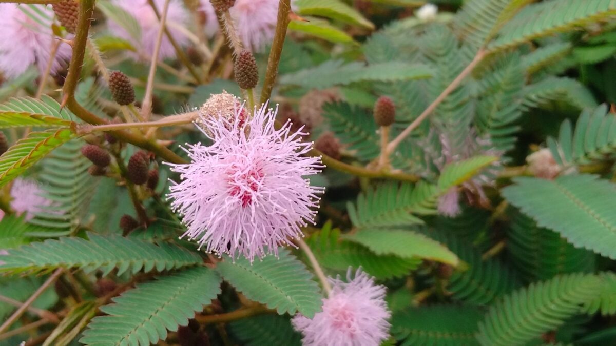 Pink mimosa pudica flowers.