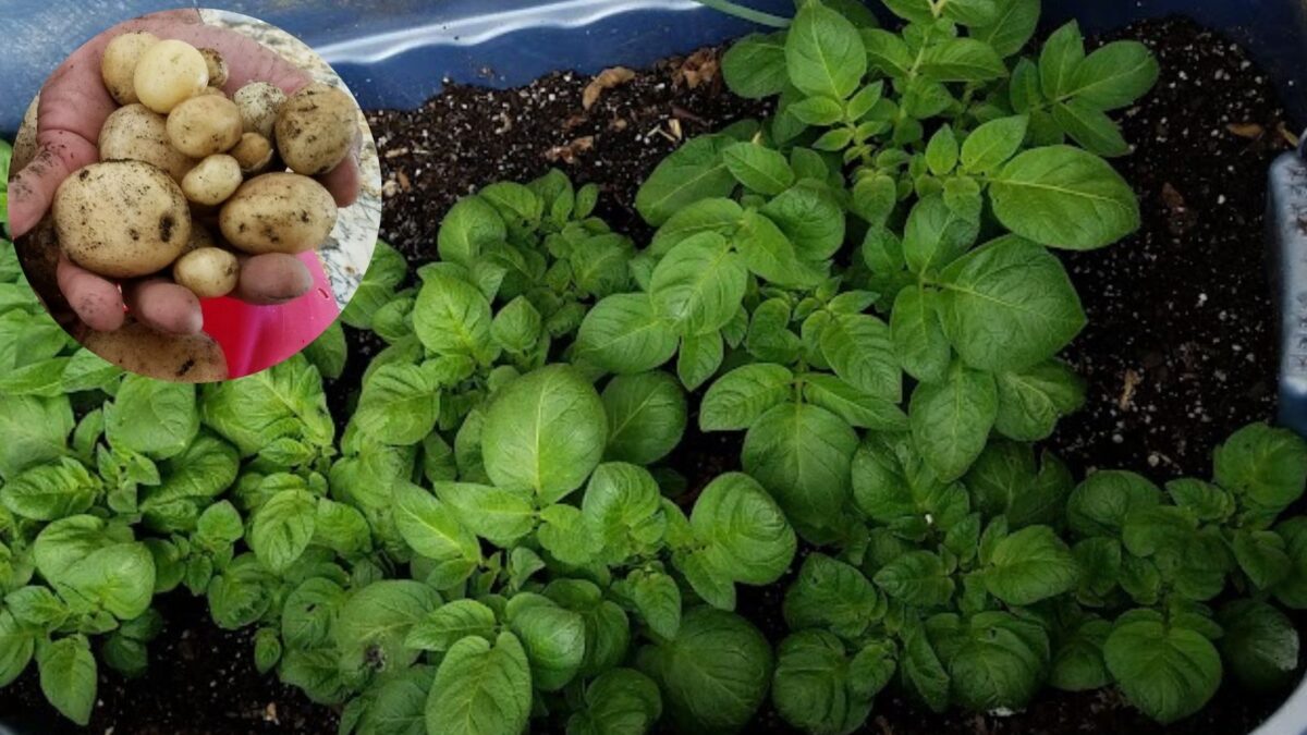 Potato plants growing in a bucket, and an insert with a handful of just harvested potatoes. 