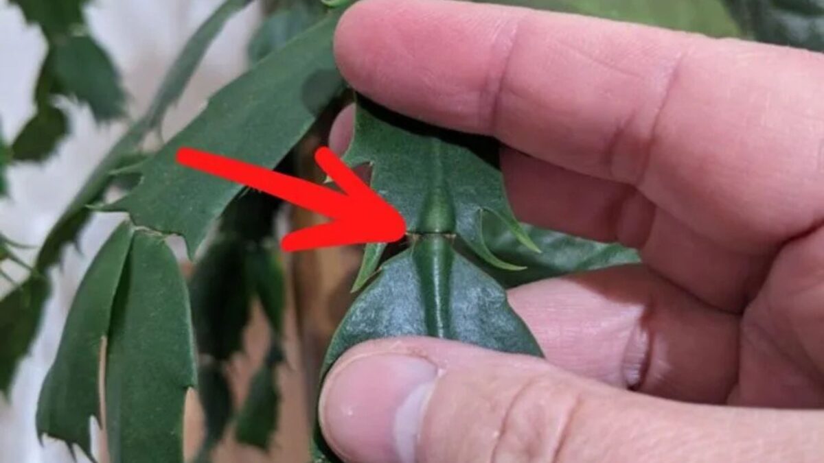 showing where to prune a Thanksgiving cactus