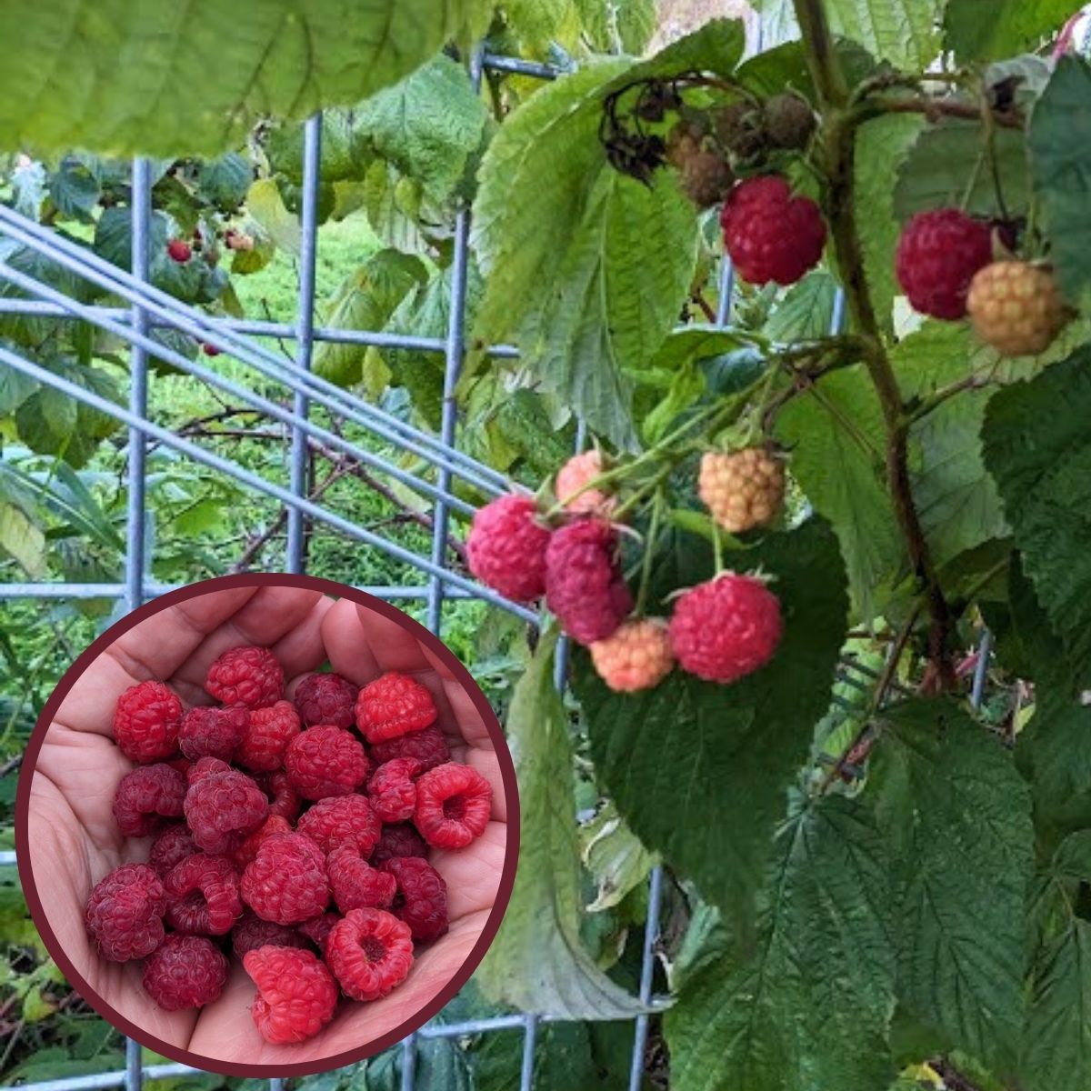 Ripe raspberries on the vine and an insert of freshly harvested berries.