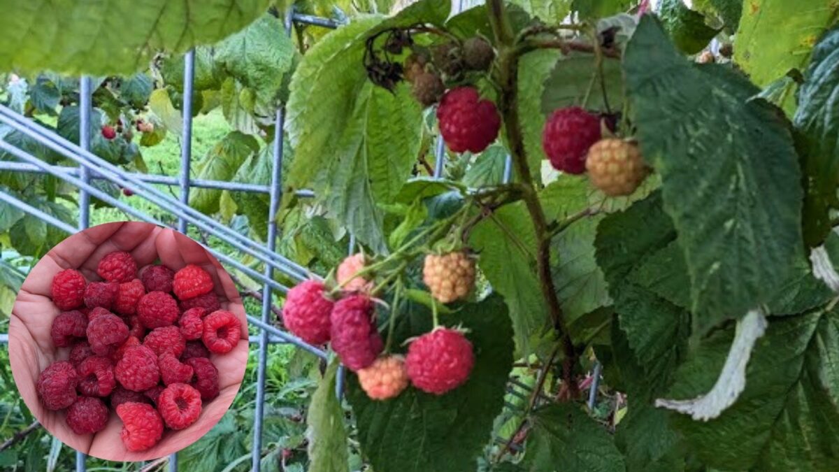 Ripe raspberries on the vine and an insert of freshly harvested berries. 