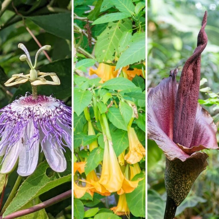 Make Your Garden Stand Out with These 10 Unusual Plants
