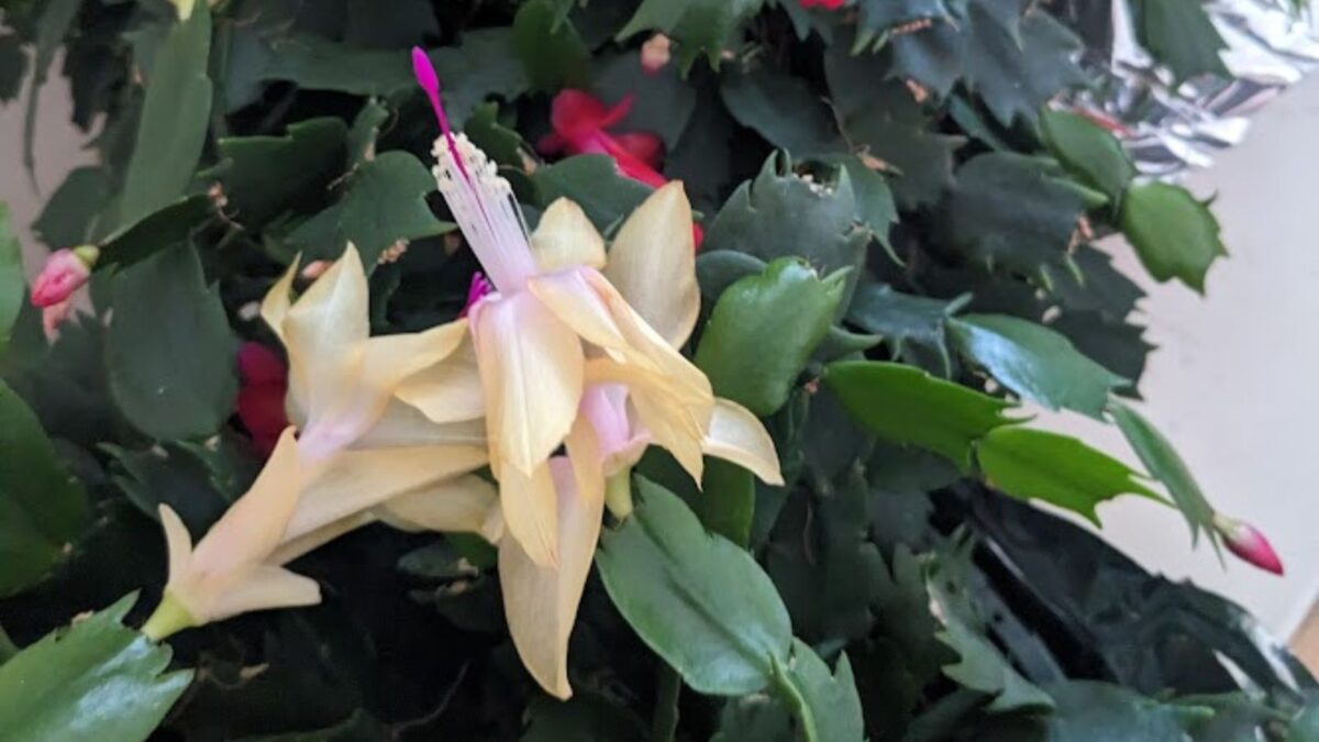 yellow Thanksgiving cactus.