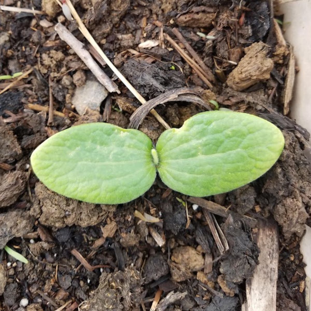 young seedling in the garden.