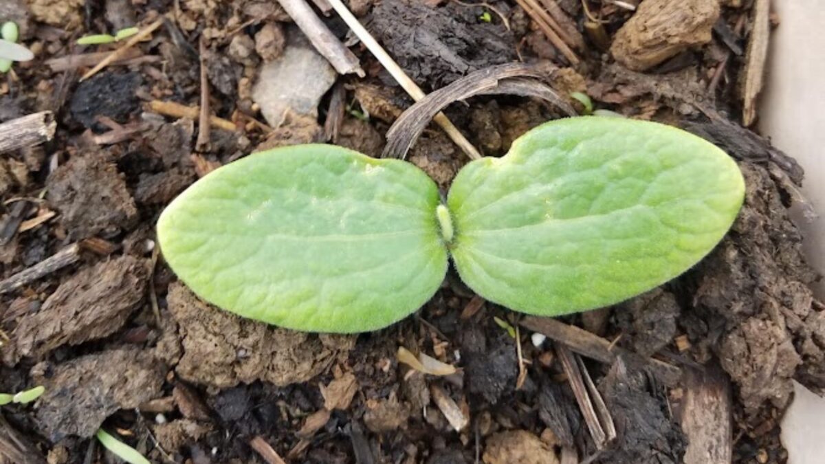 young seedling in the garden.