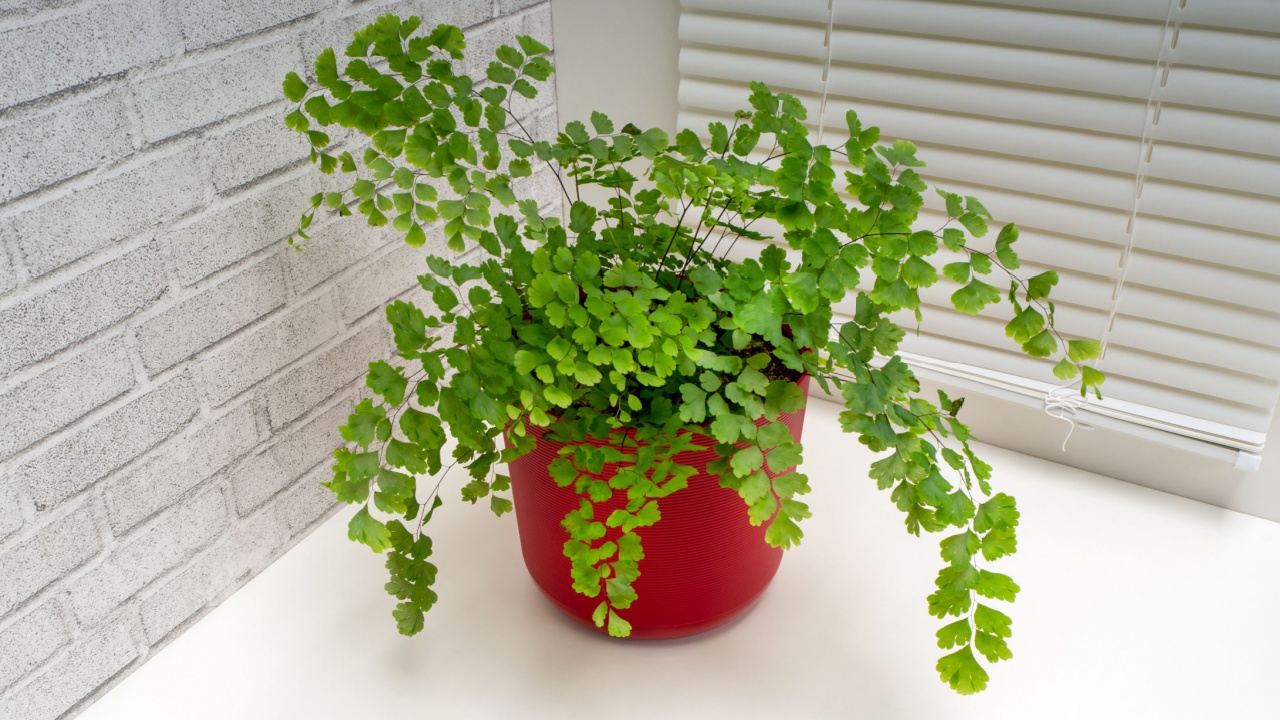 Adiantum capillus-veneris, the Southern maidenhair fern, black maidenhair fern, maidenhair fern and venus hair fern, is a species of ferns in the genus Adiantum and the family Pteridaceae