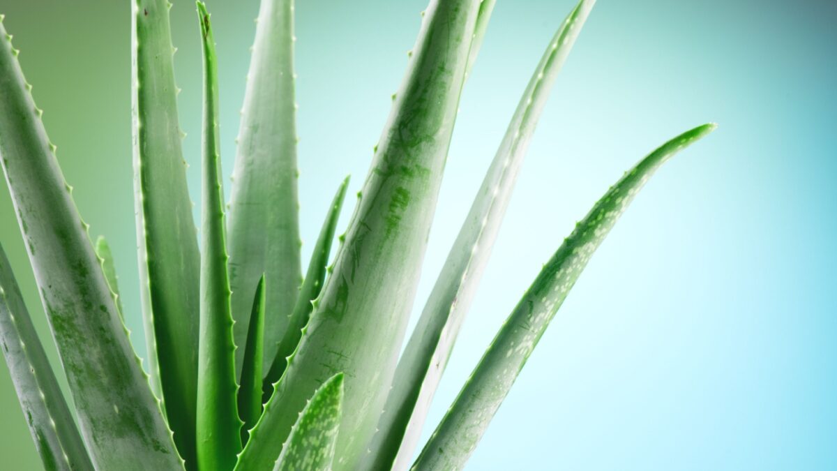 Aloe Vera closeup