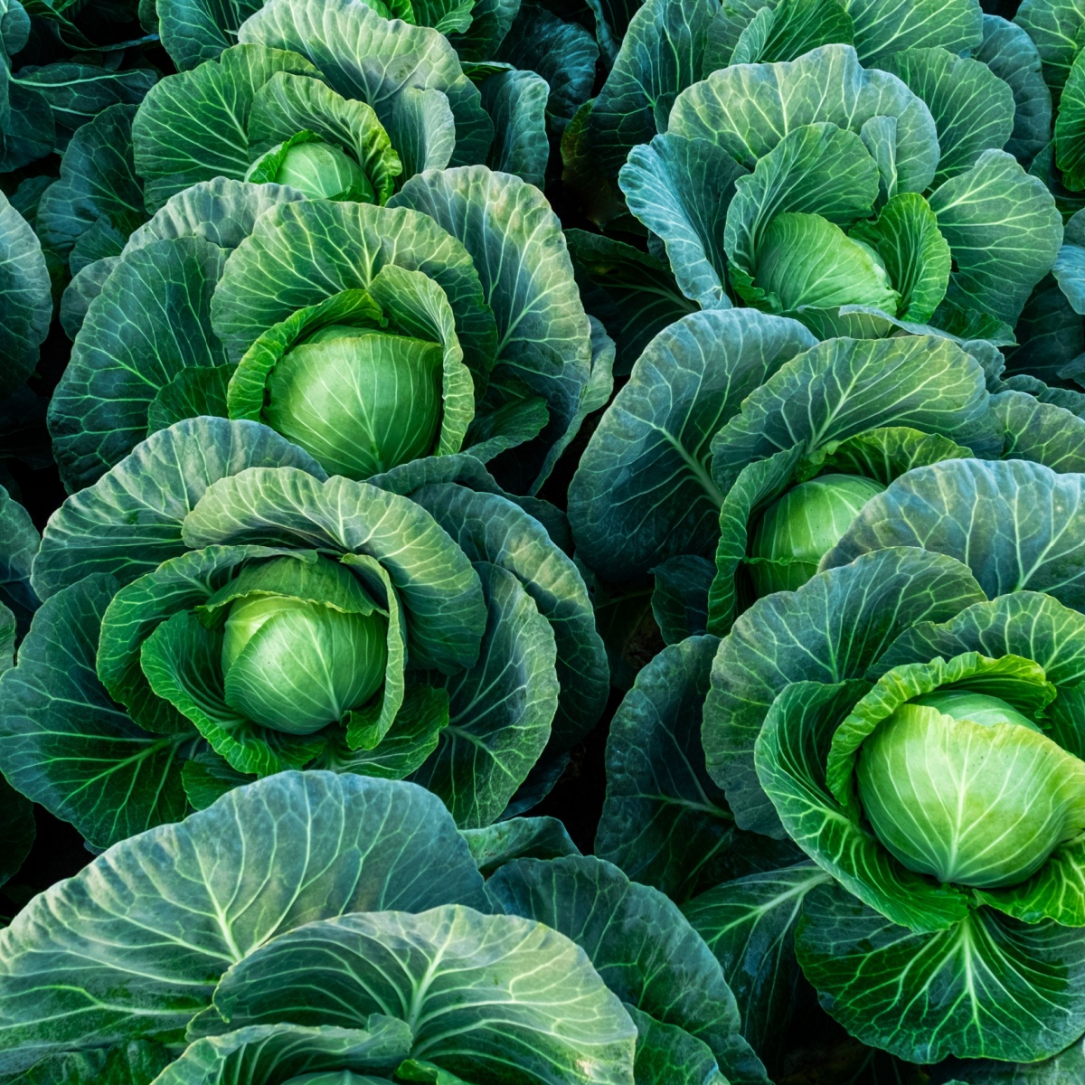 Background witn Big cabbage field. Ripe harvest on a Farm or Greenhouse.