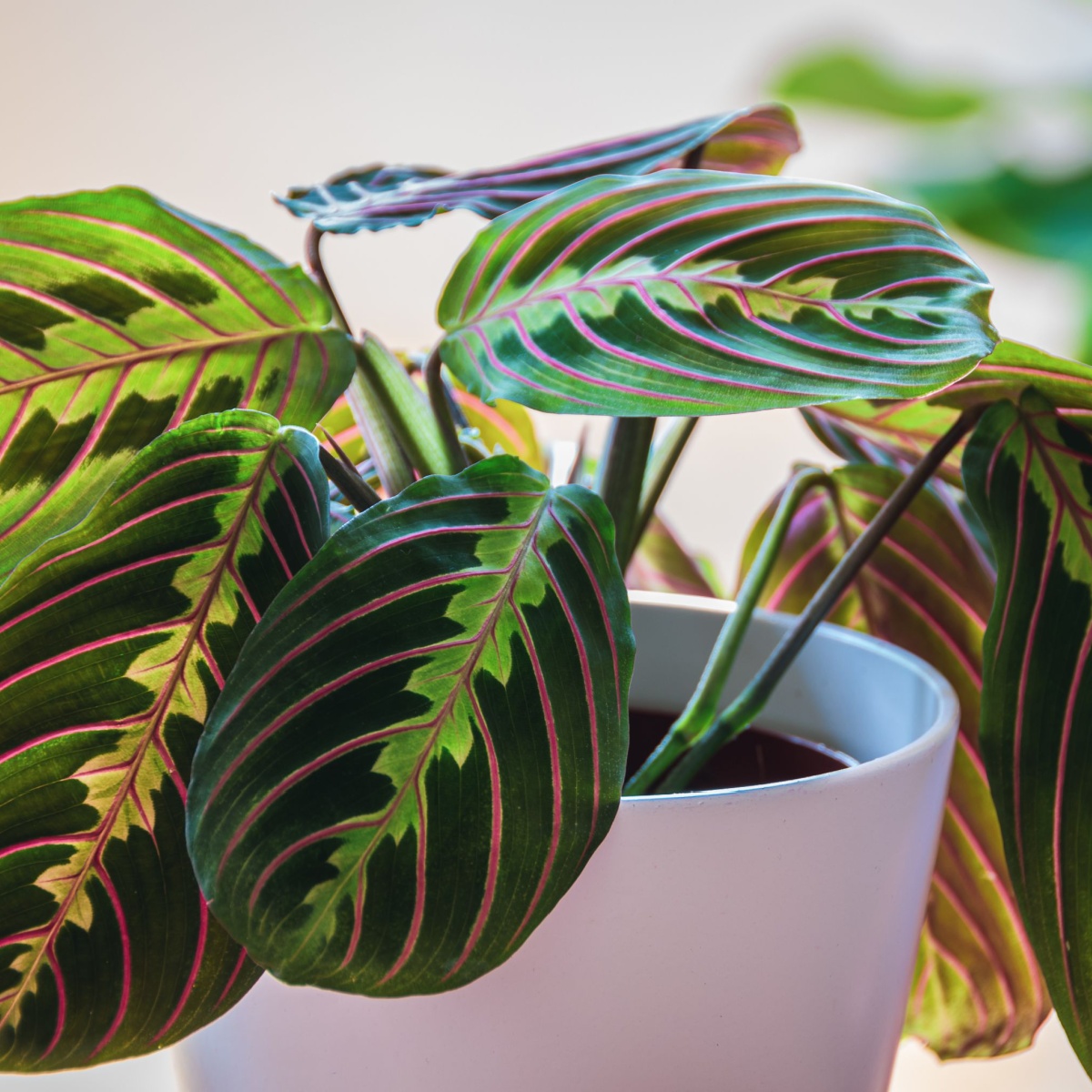 Close-up on the leaves of a prayer plant (maranta leuconeura var erythroneura fascinator tricolor) in white pot in a sunny urban apartment with other plants in the background