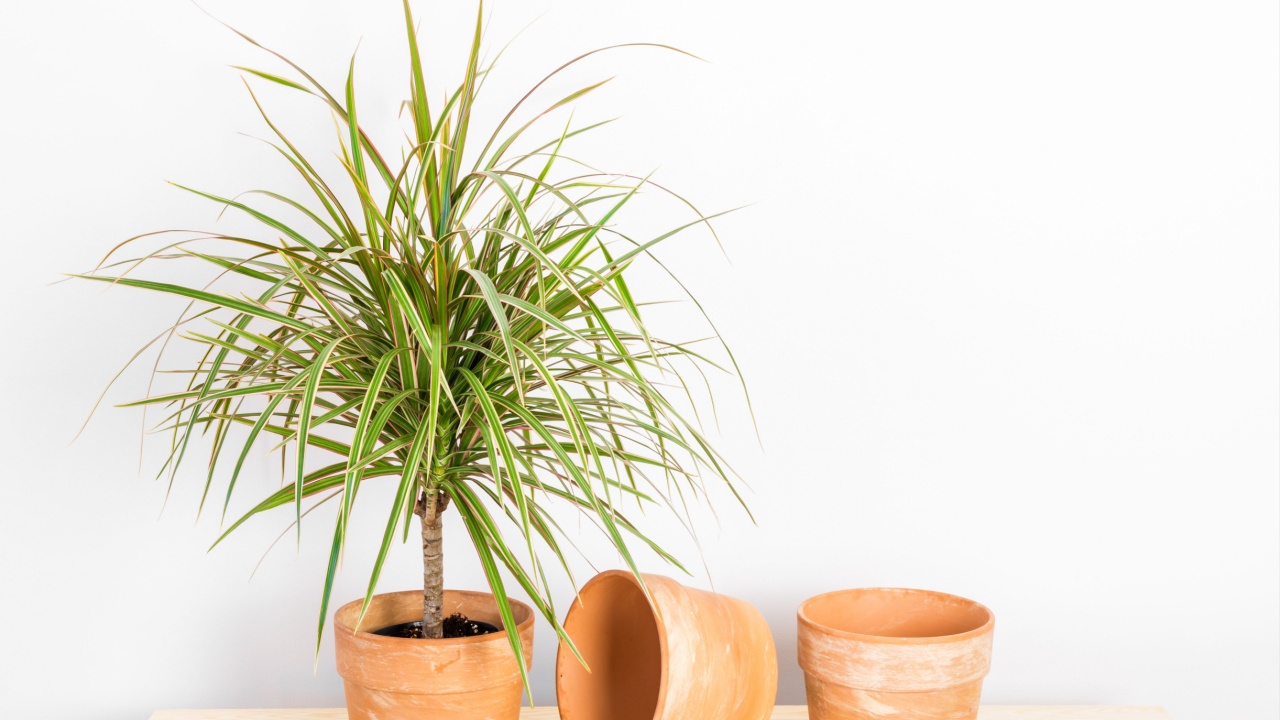 Dracaena marginata tricolor, or Madagascar dragon tree. Plant and clay pots on a wooden shelf.