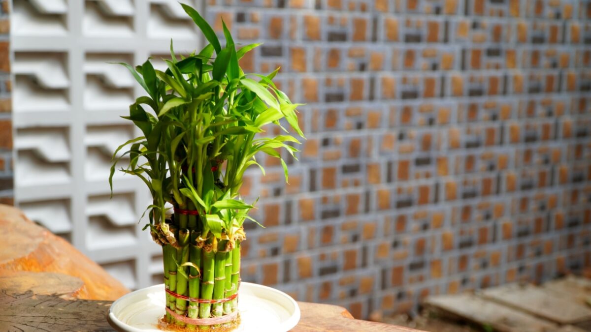 Dracaena sanderiana or lucky bamboo aka bamboo fortune
