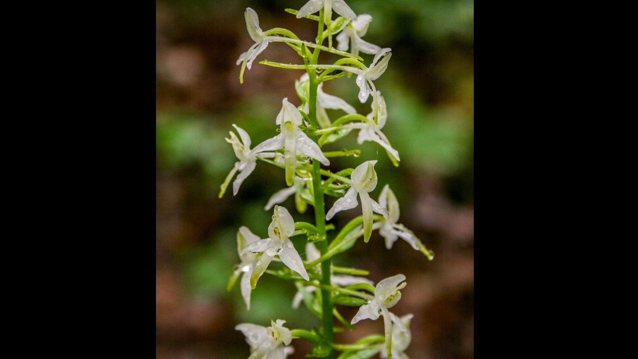 Elegant Platanthera orchid with delicate green flowers.