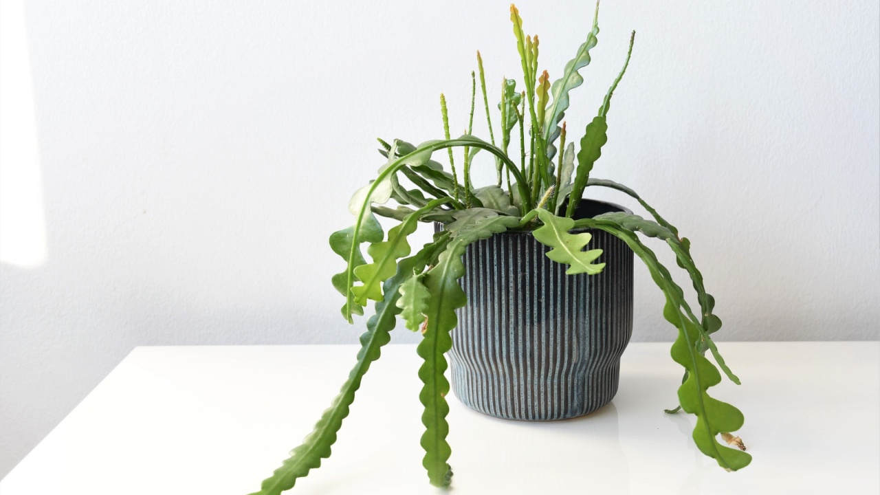 Epiphyllum anguliger, aka fishbone cactus, is a houseplant with green zig zag leaves. Plant isolated on a white background, in a blue pot. Landscape orientation.