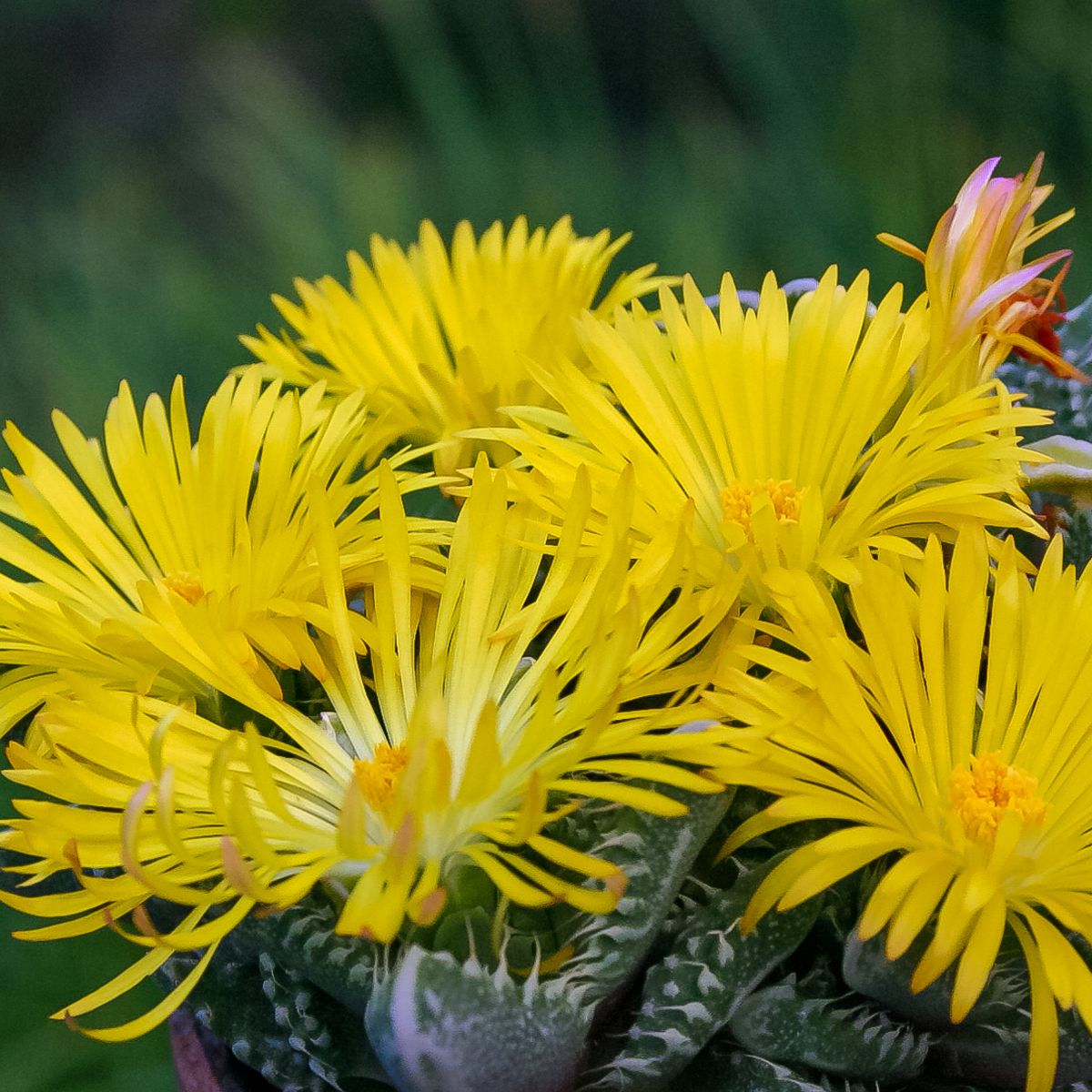 Yellow flowers of tiger jaws (Faucaria tigrina).