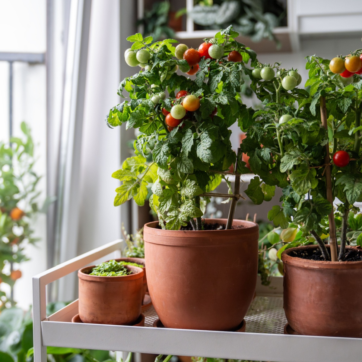 Fresh, juicy cherry tomatoes and houseplants grow in pots at cart on home