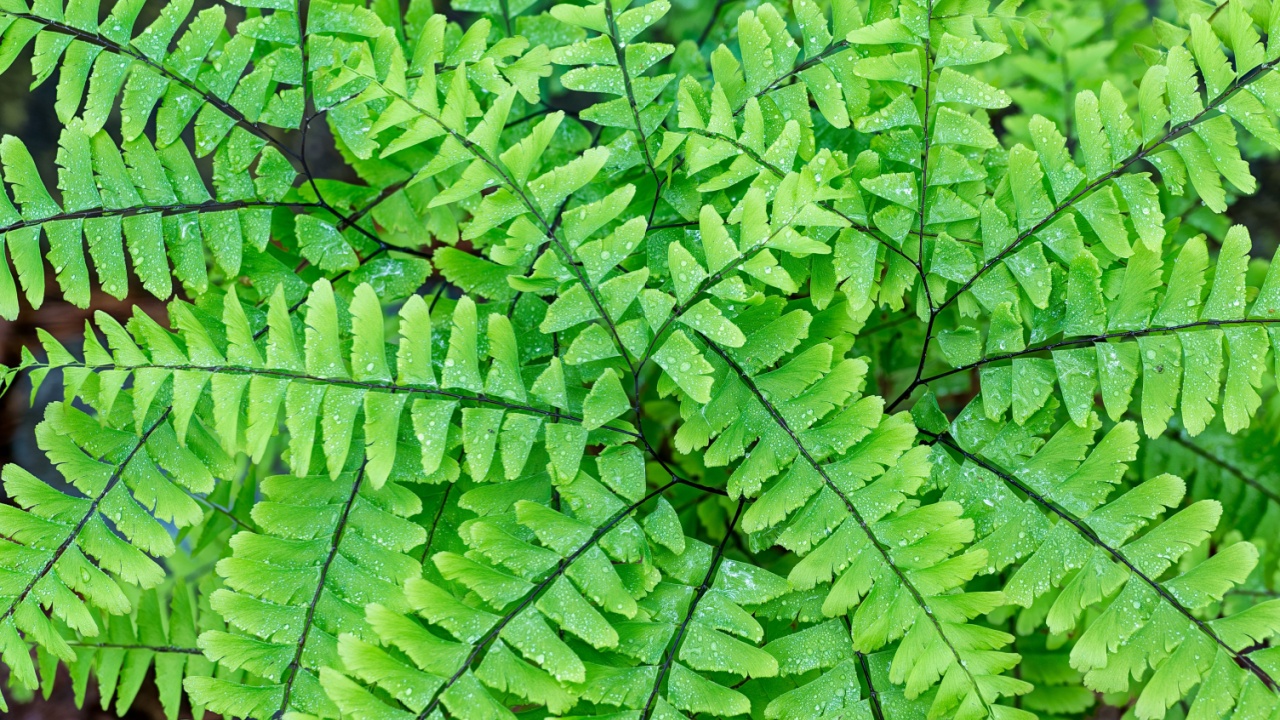 Maidenhair fern (Adiantum pedatum) after a rain in central Virginia.
