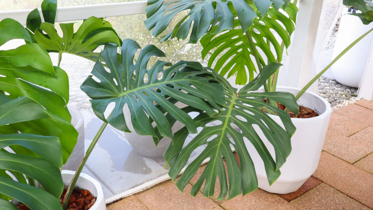 Monstera deliciosa or Swiss cheese plant in green house