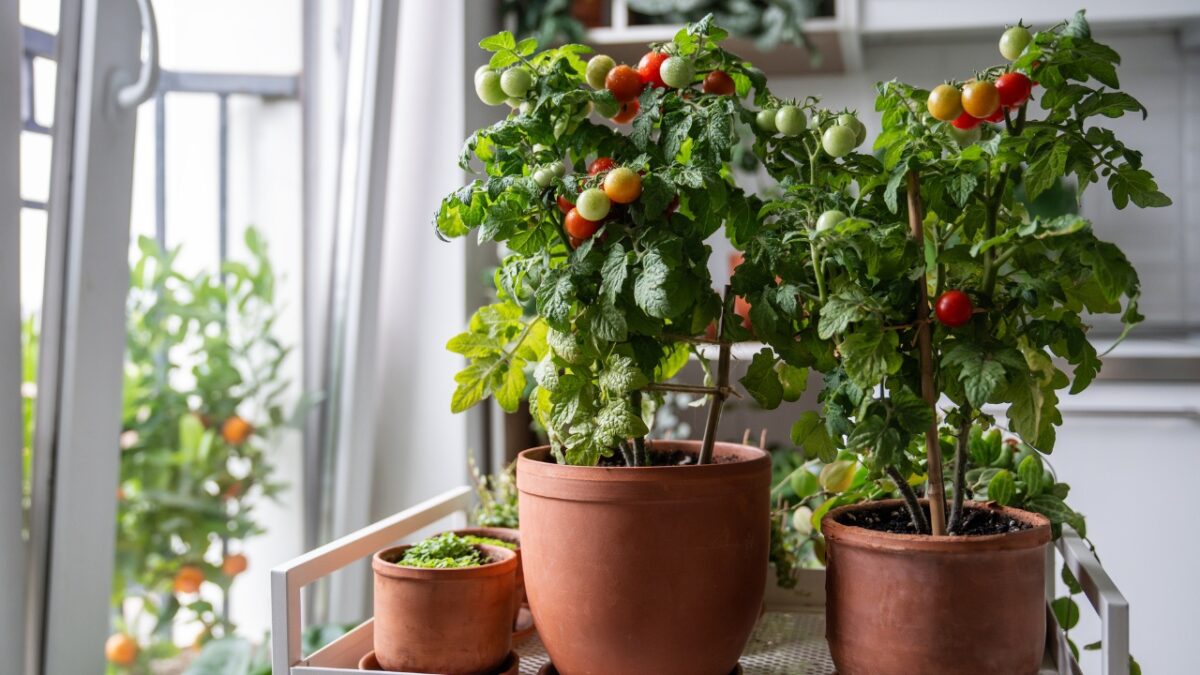Fresh, juicy cherry tomatoes and houseplants grow in pots at cart on home.