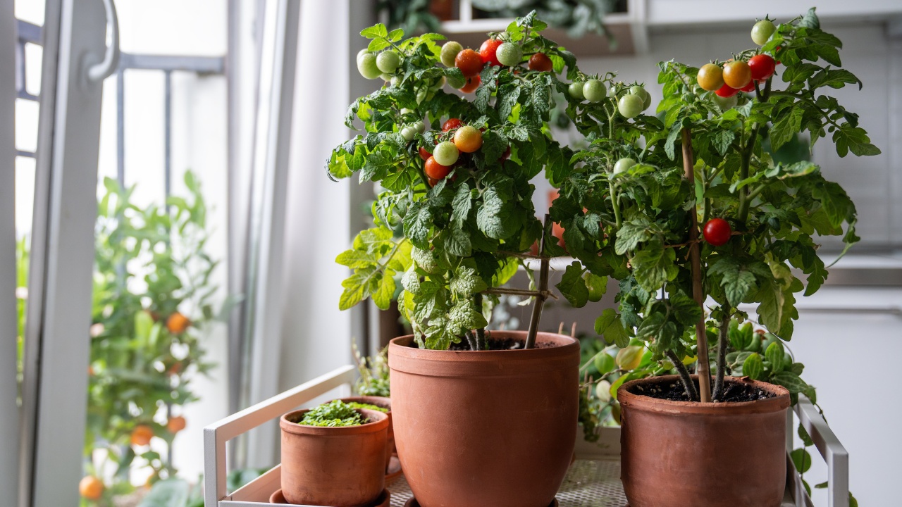 Fresh, juicy cherry tomatoes and houseplants grow in pots at cart on home.