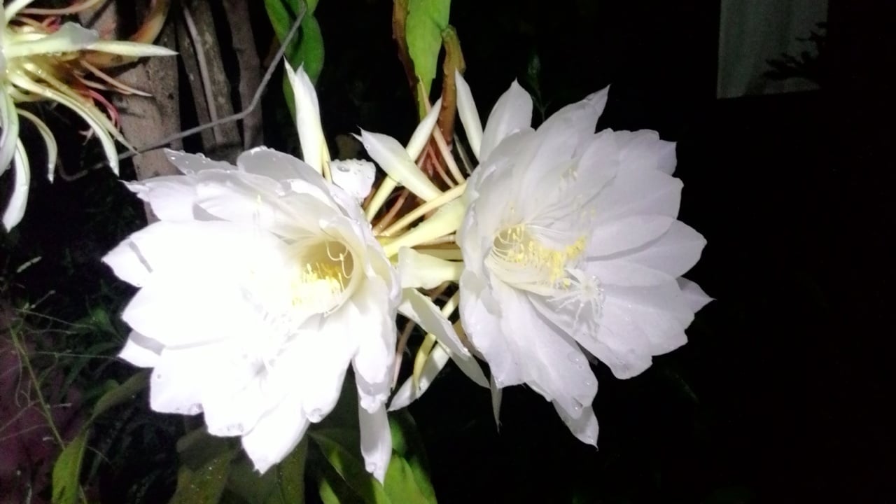 (wijaya kusuma) Kadupul flowers at home