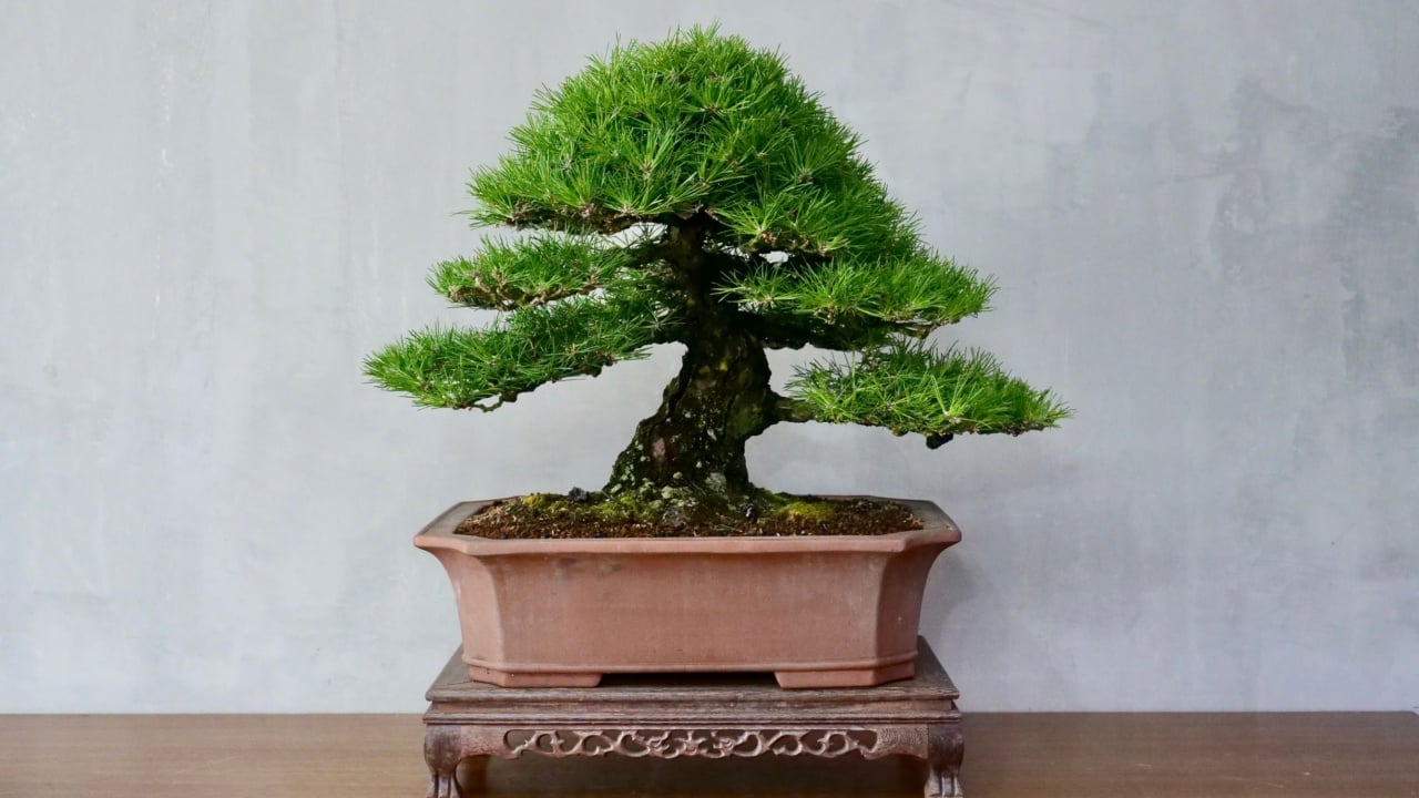 Old Japanese black pine bonsai