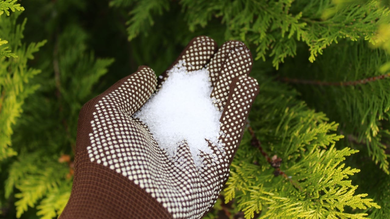 epsom salt in a hand with gloves