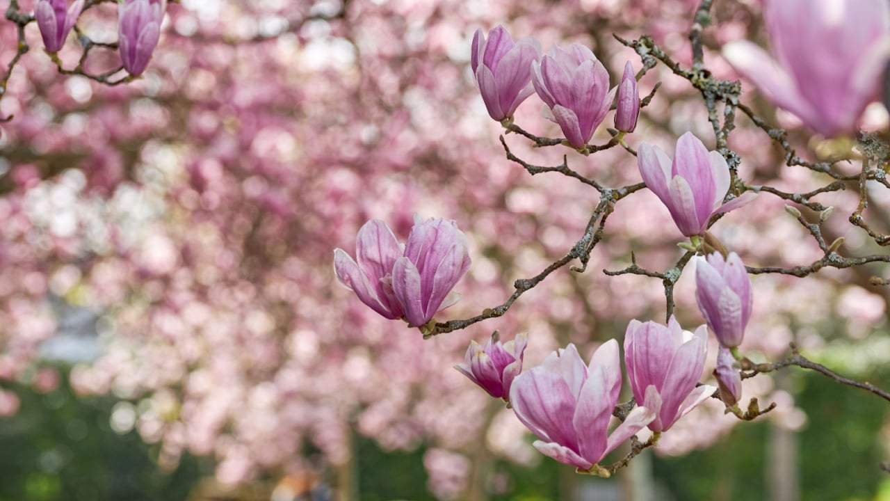 Close-up of the flowers of a Chinese magnolia tree.