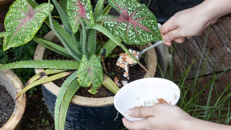 Person feeding crushed egg shell as natural organic fertilizer to aloe vera plant in garden