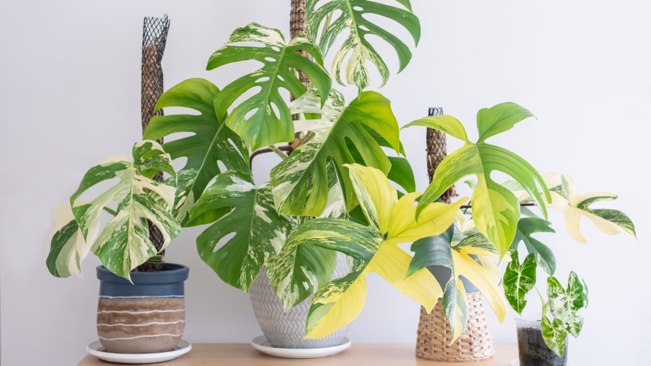 An image of collections of beautiful rare variegated plants, monstera albo, variegated monstera, philodendron florida beauty, and variegated alocasia