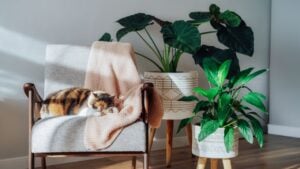 Multicolor cat pet sleeping on retro style armchair in modern scandinavian interior with many green house plants in hard sunlight. Biophilia style. Cozy, hygge home interior design.