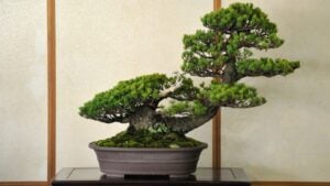 Miniature pine tree at bonsai show in Nikko