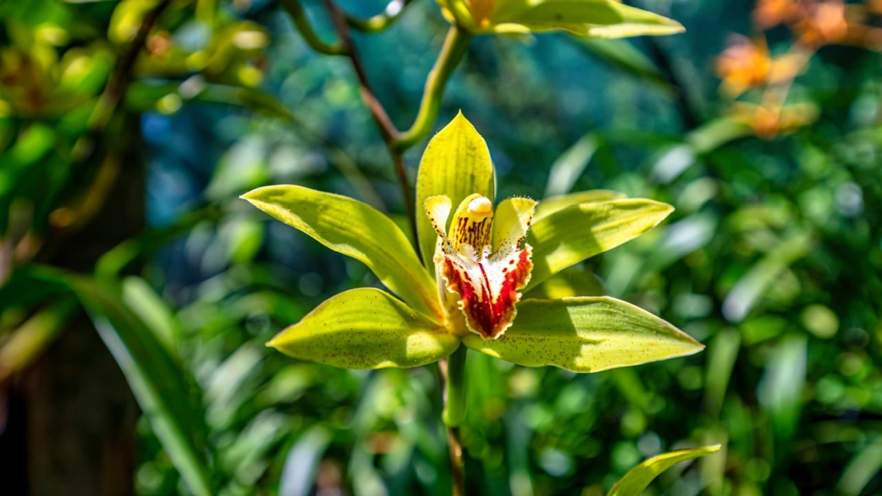 Two beautiful yellow orchids growing in a lush green garden surrounded by trees