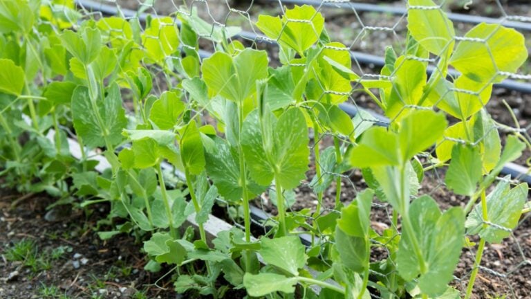 Snap peas growing up a chicken wire trellis