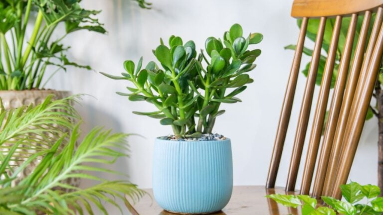 Succulent Crassula ovata Jade plant