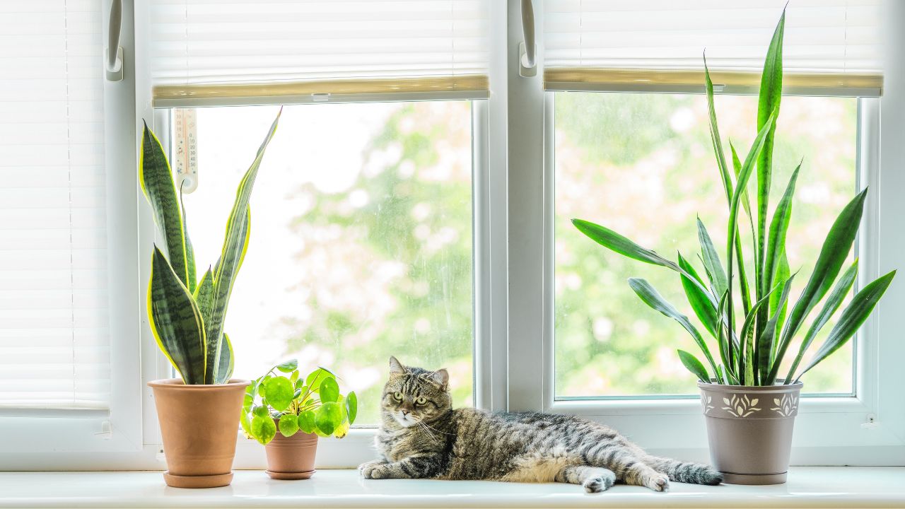Pet friendly plants in living room