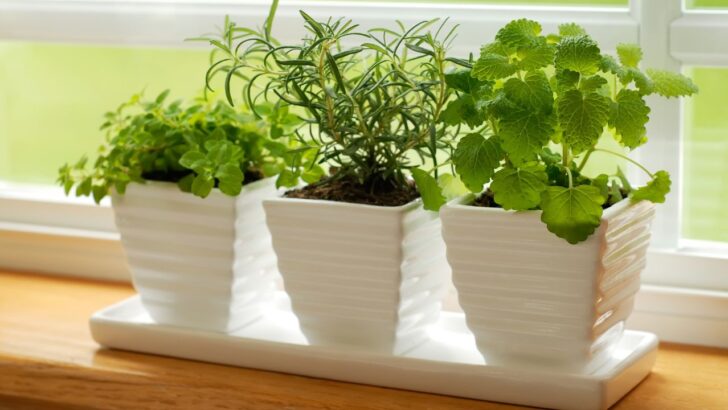 Kitchen Herb Garden Ideas You’ll Love