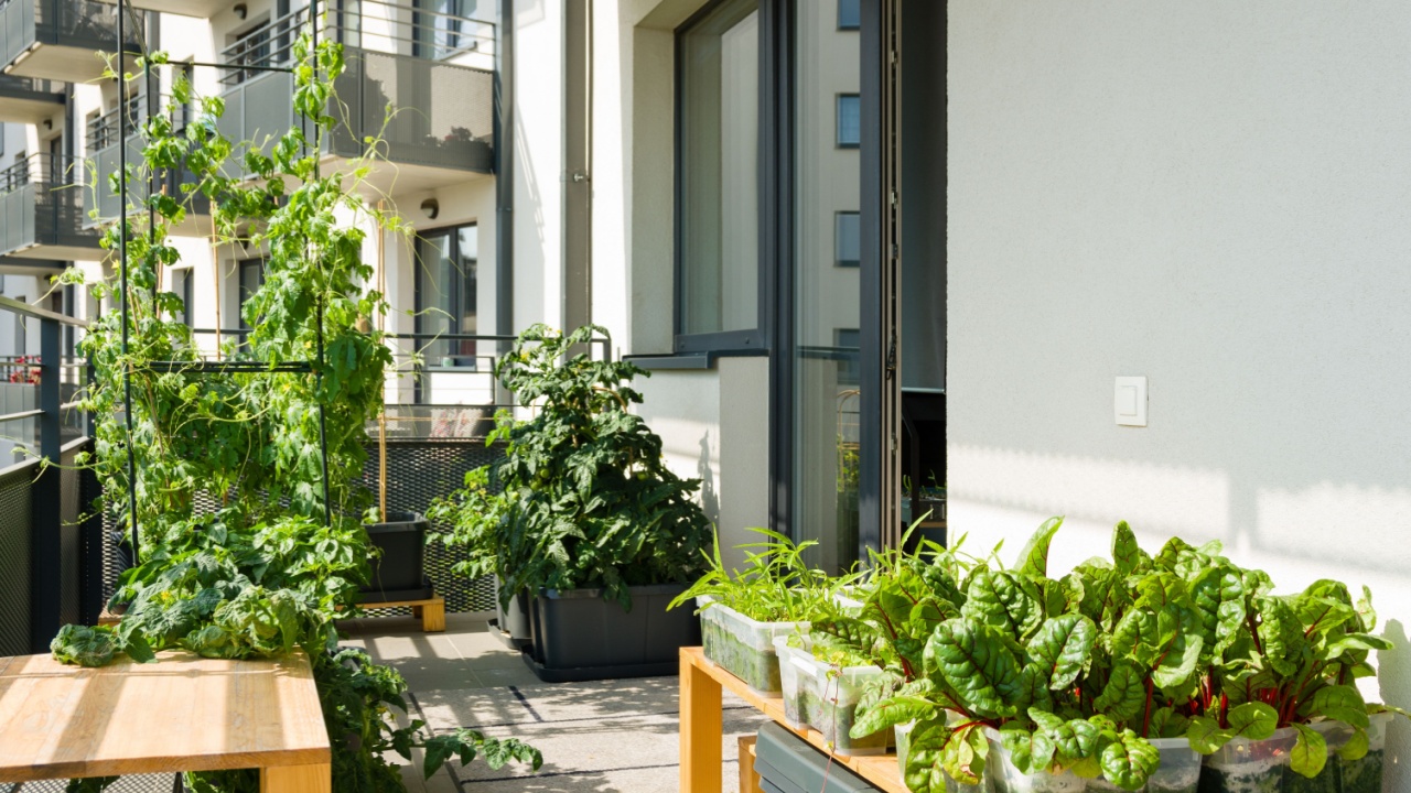 Urban balcony garden with chard, kangkung and other easy to grow vegetables