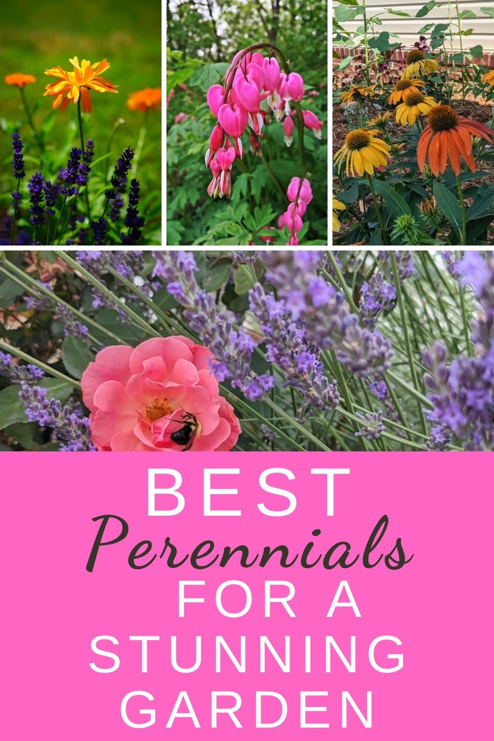 Best perennials for a stunning garden.