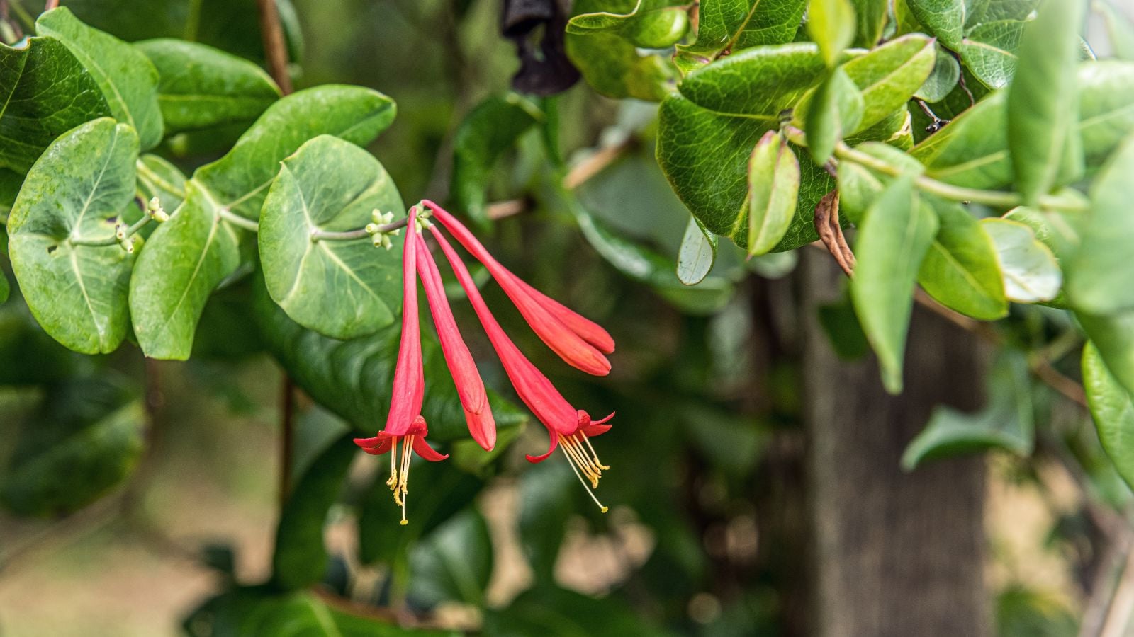 coral honeysuckle
