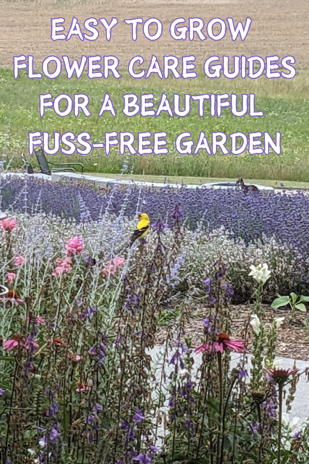 Easy to Grow Flower Care Guides for a Beautiful Fuss-Free Garden.